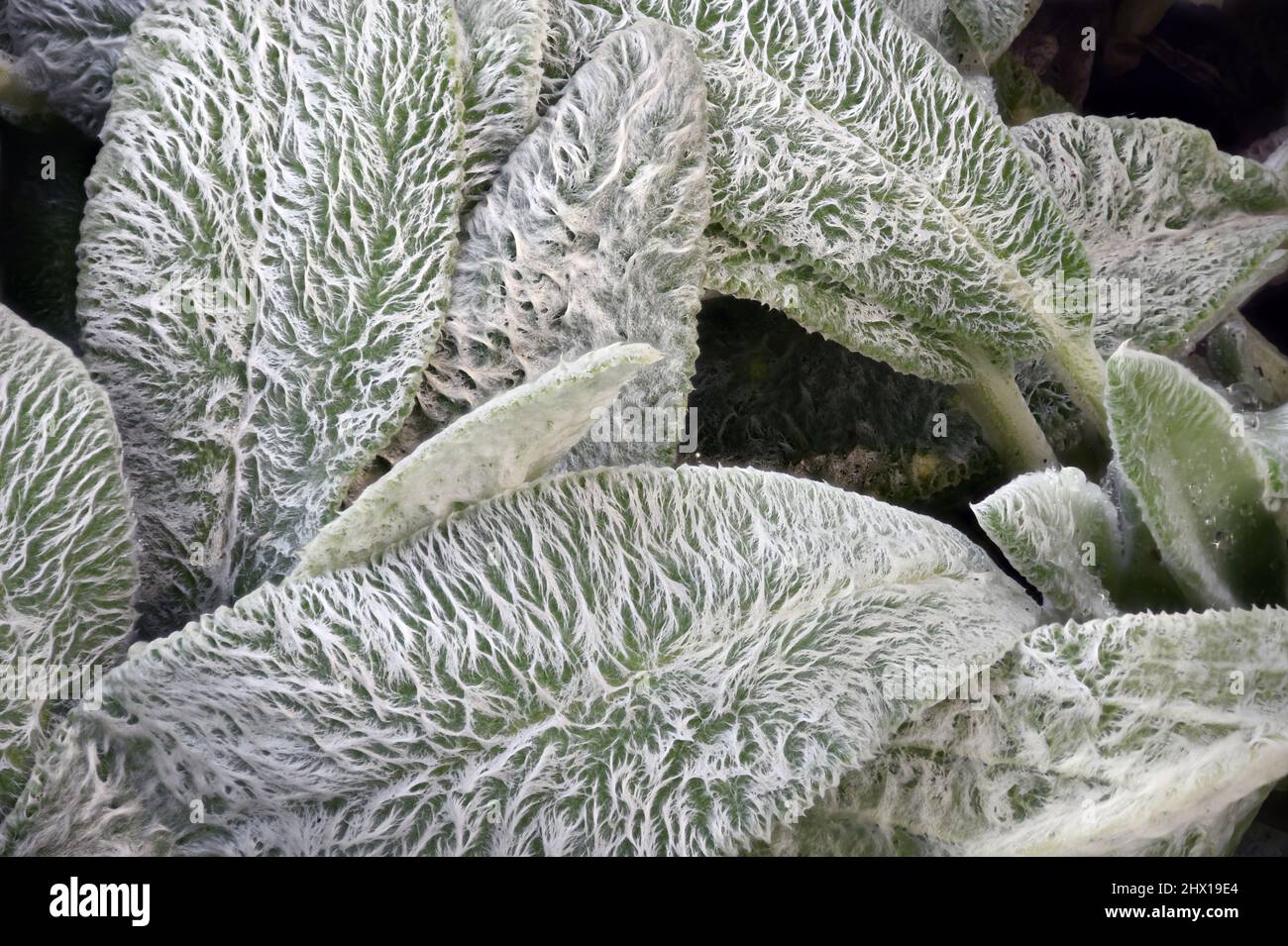 Lambs Ears is a commonly grown plant for children`s gardens. The